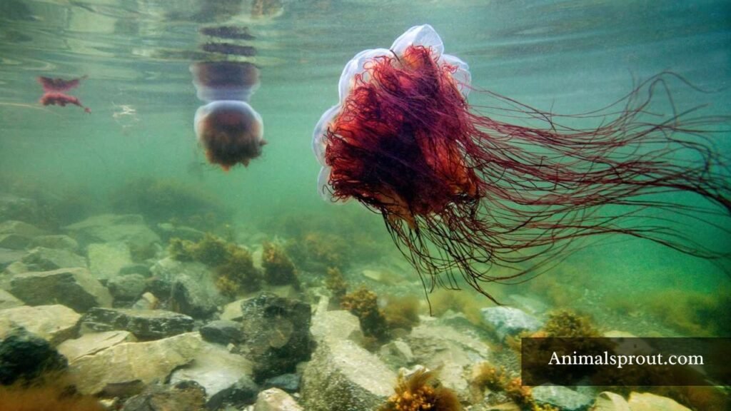 big jellyfish