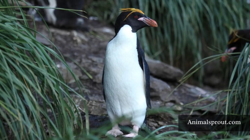 penguin breeds