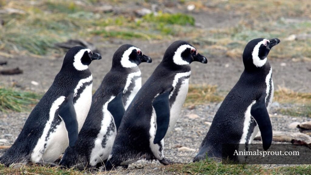 pictures of different types of penguins in the world