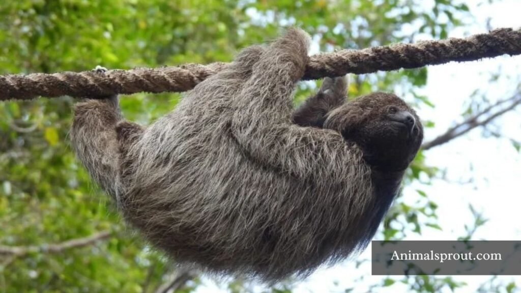 animal that has mane