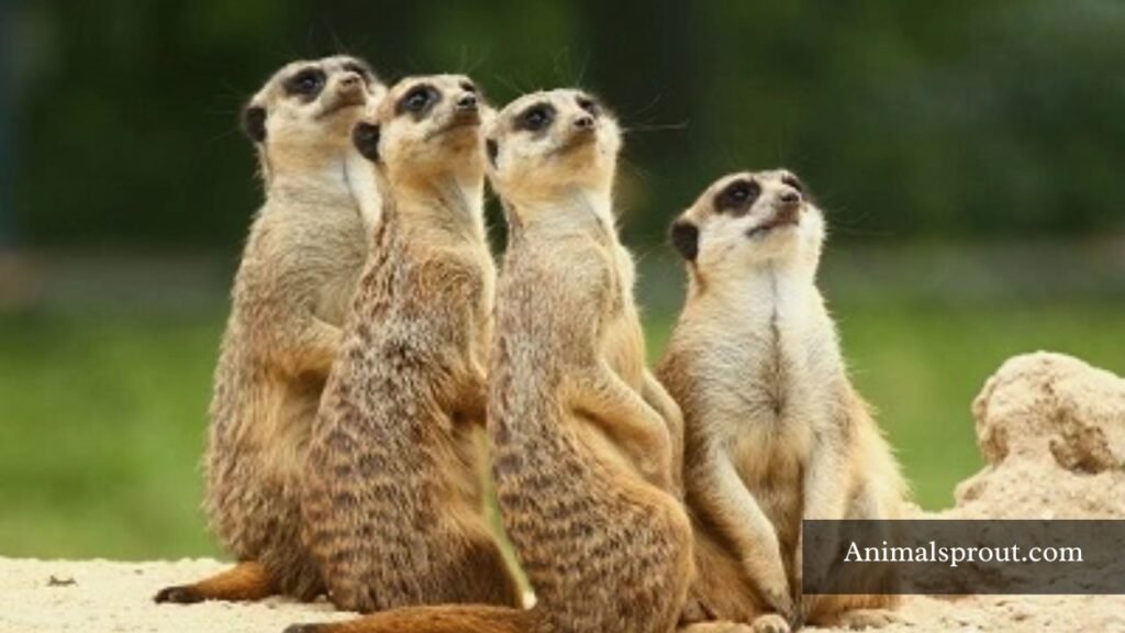 small animals that live in groups