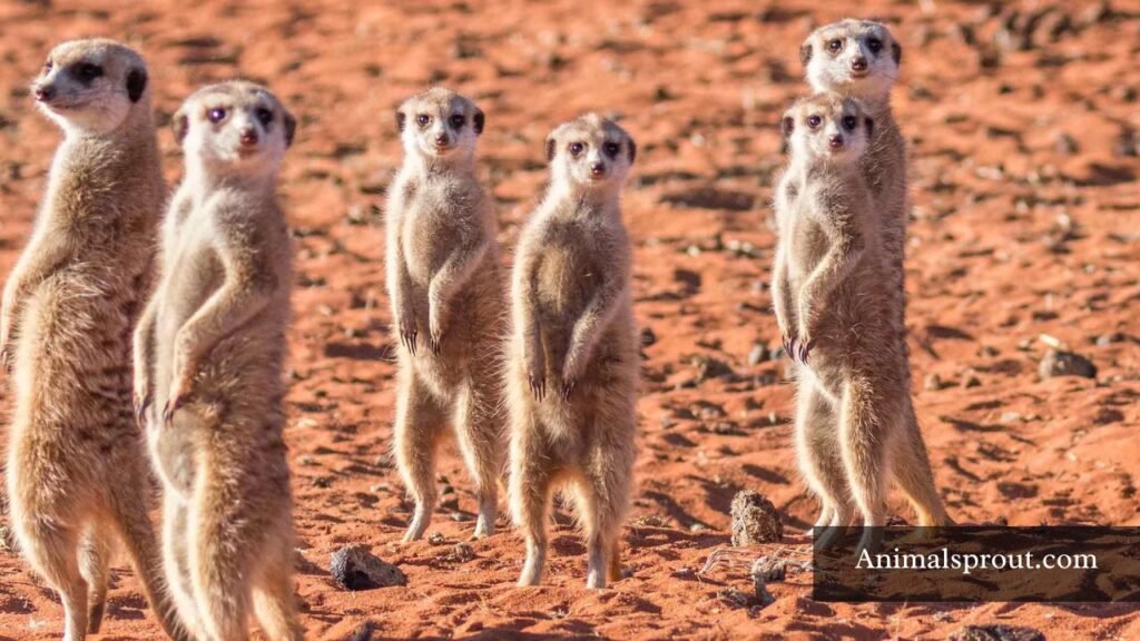 bipedal animals examples