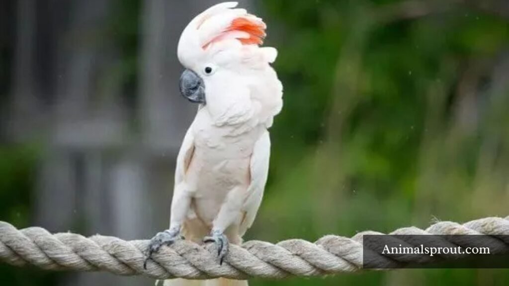 loudest animals in the world