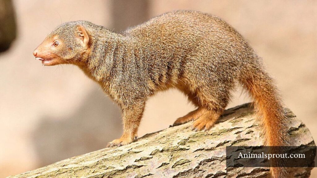 fox like animal