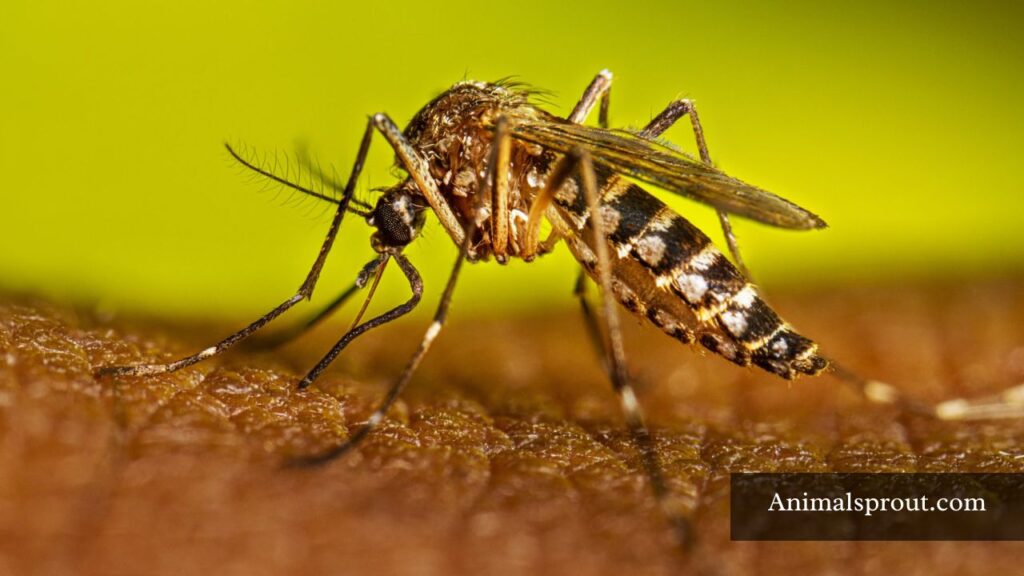 animals that is dangerous in philippines