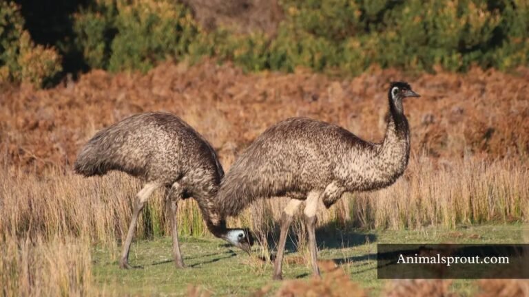 Most Strongest Birds In The World