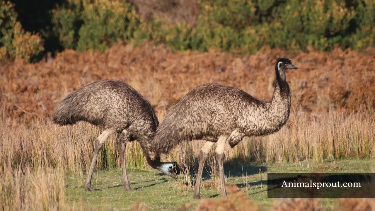 Most Strongest Birds In The World