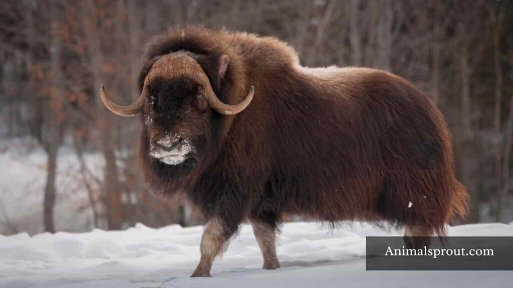 pound for pound strongest animal