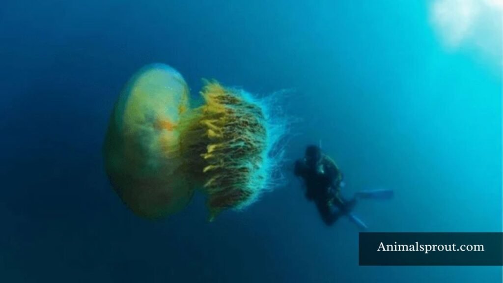 longest jellyfish deep sea