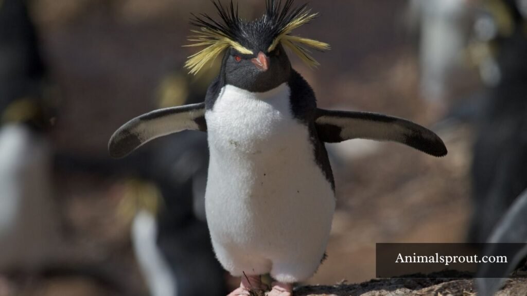 types of penguins with pictures