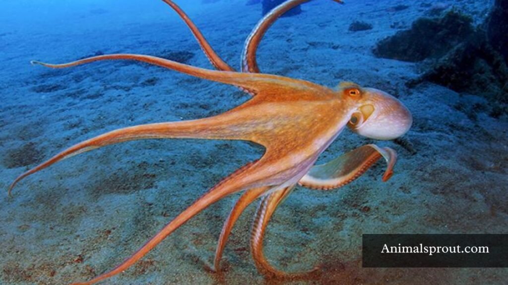 Anxious animals pictures
