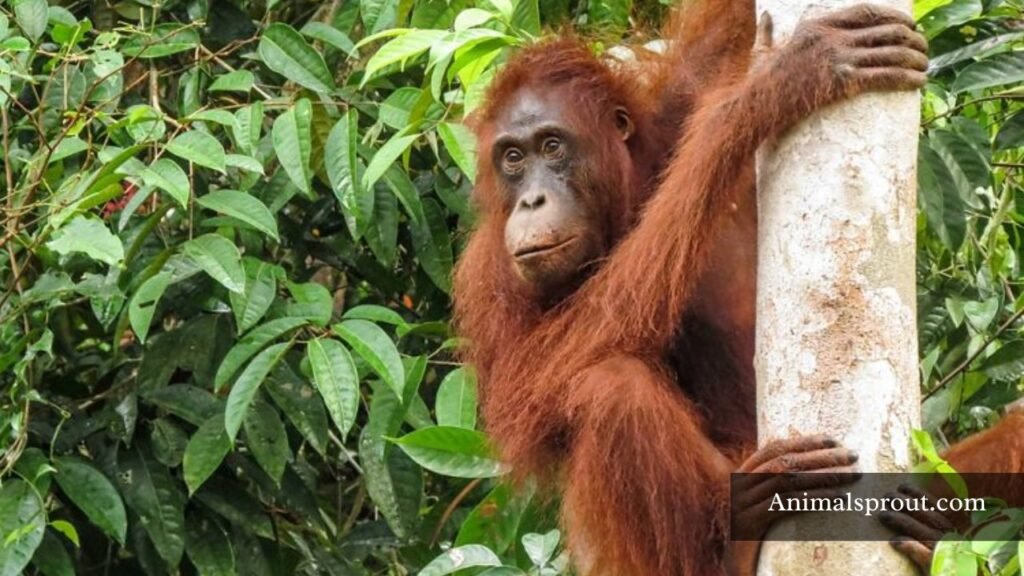 most patient animals on earth