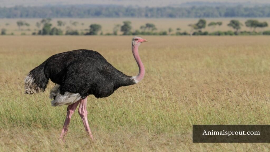 animals that walk on two legs only