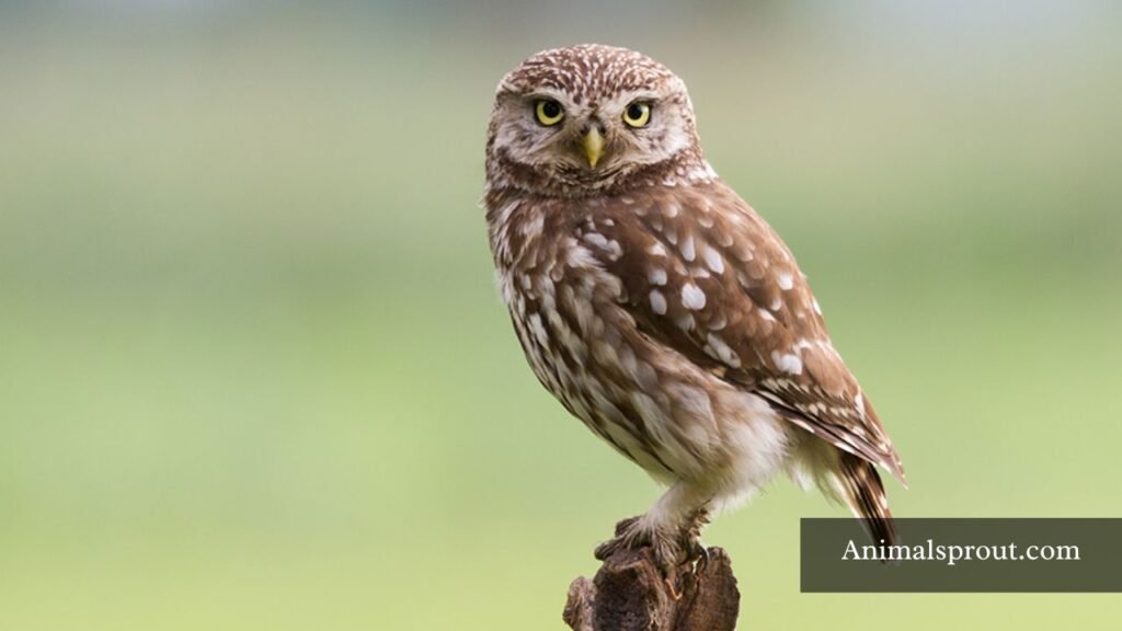 what animal is patient