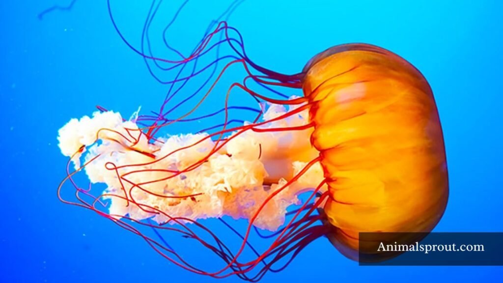 biggest jellyfish ever found