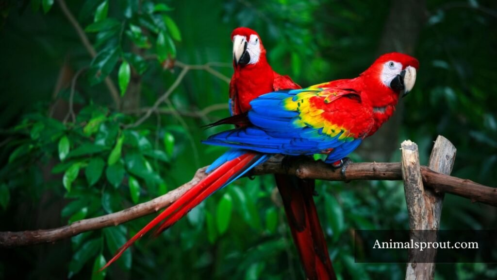 What are the Animals That Eat Pomegranates