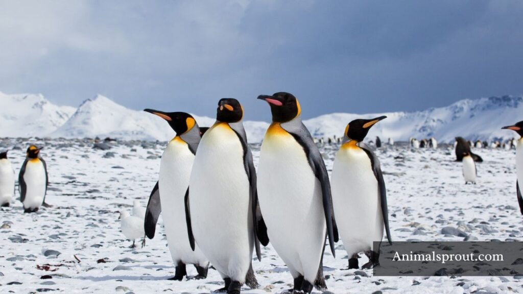 bipedal animals