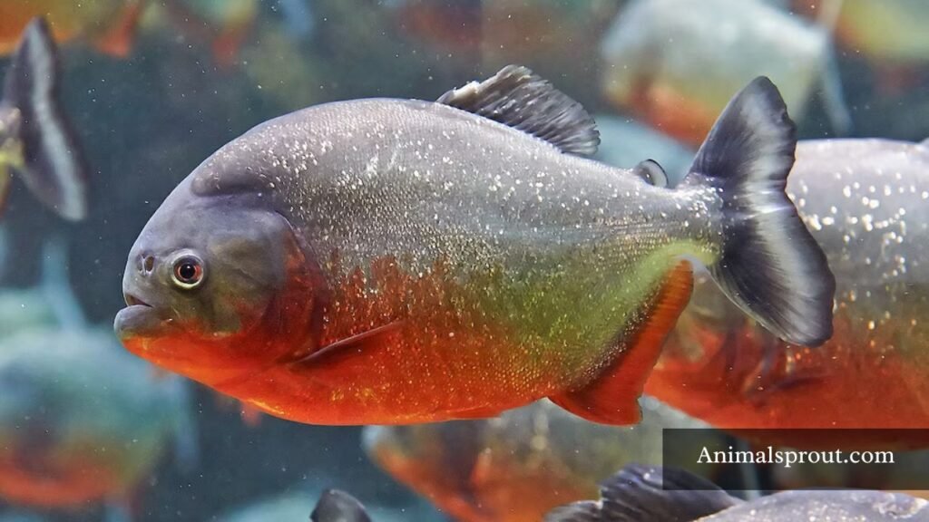 what is a patient animal