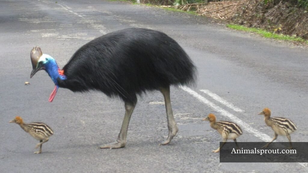 strongest birds list