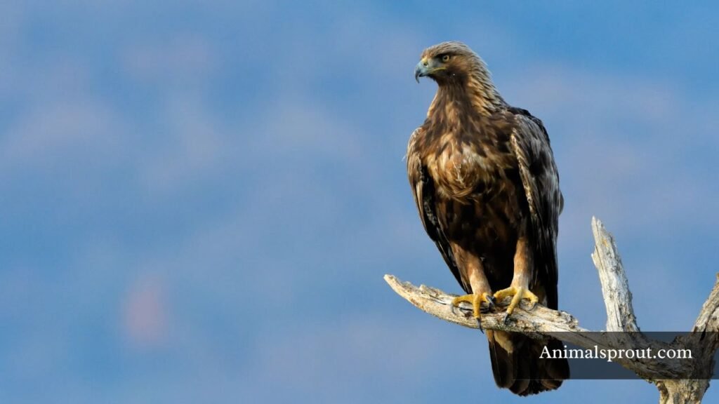 strongest birds of prey