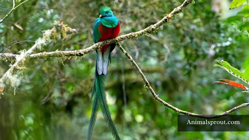 types of animals in mexico