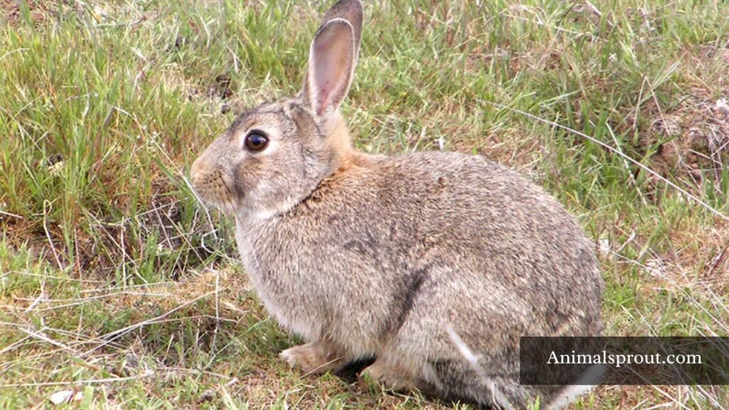 What are the most anxious animals in the word