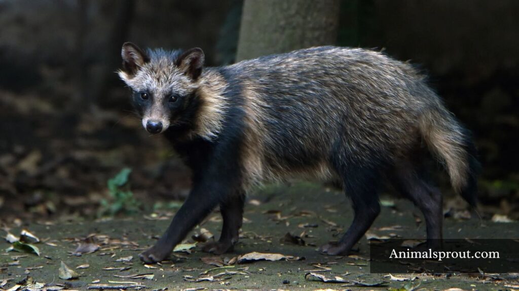 what animals are similar to foxes