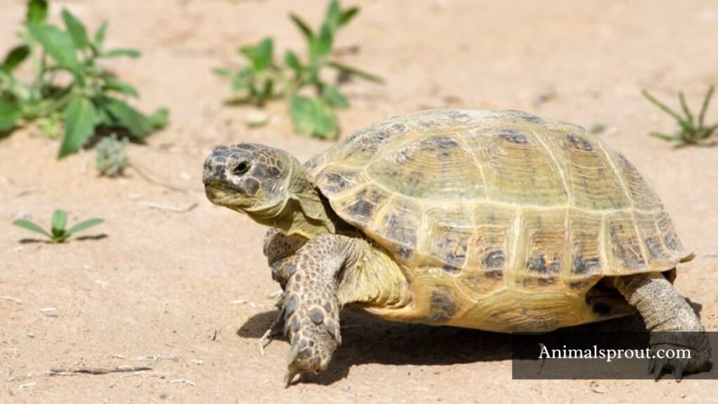 can a turtle climb a tree