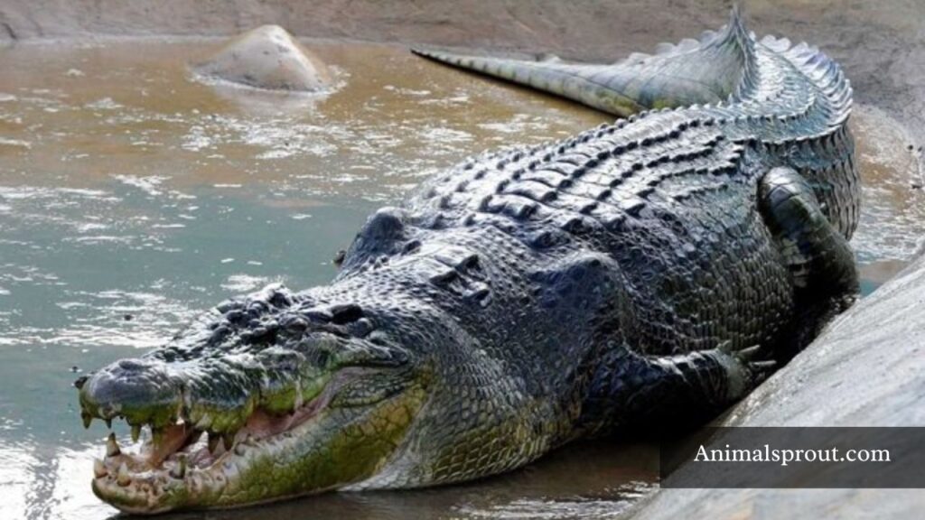 dangerous animals philippines