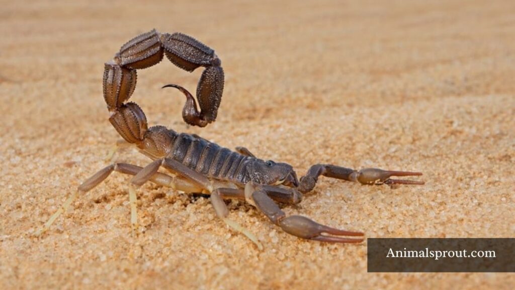 philippines most dangerous animal