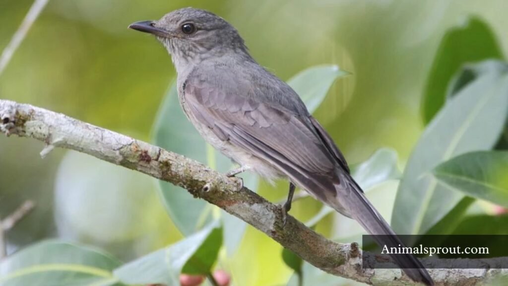 animals with loud sounds
