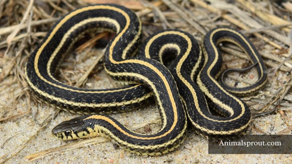 animals that eat frogs in the rainforest
