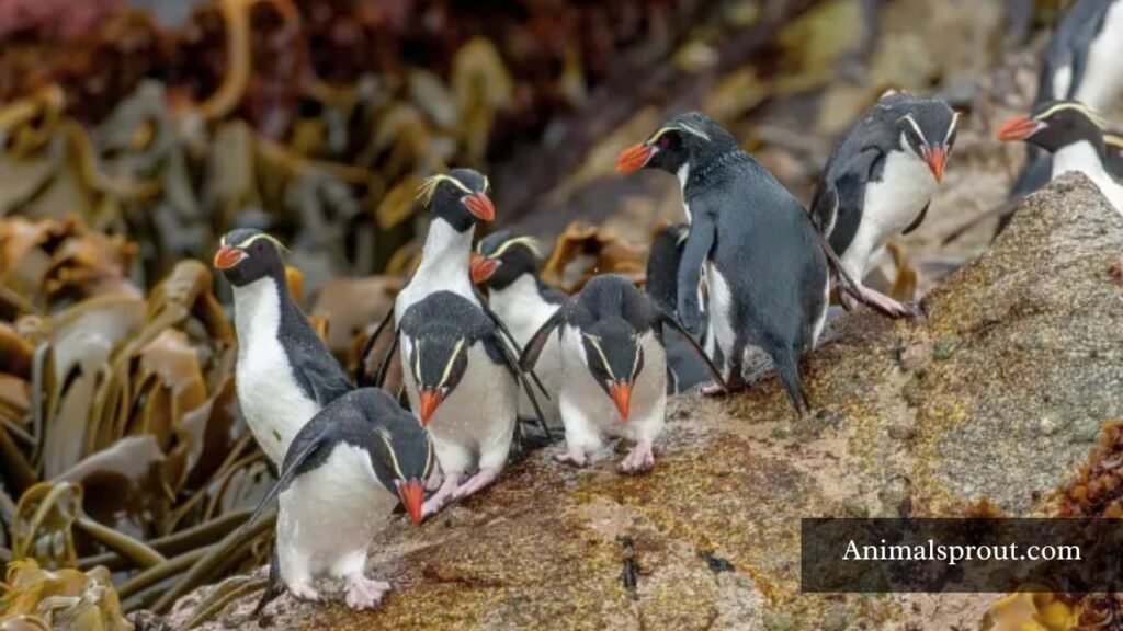 kinds of penguins