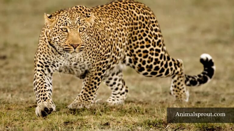 Sneaky Animals In The World