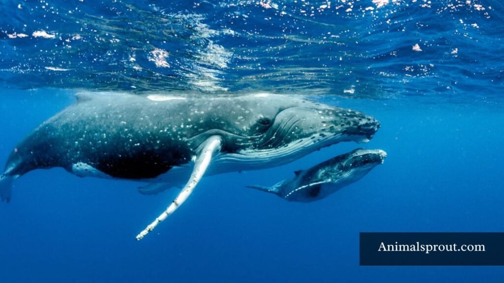 loudest animal on earth