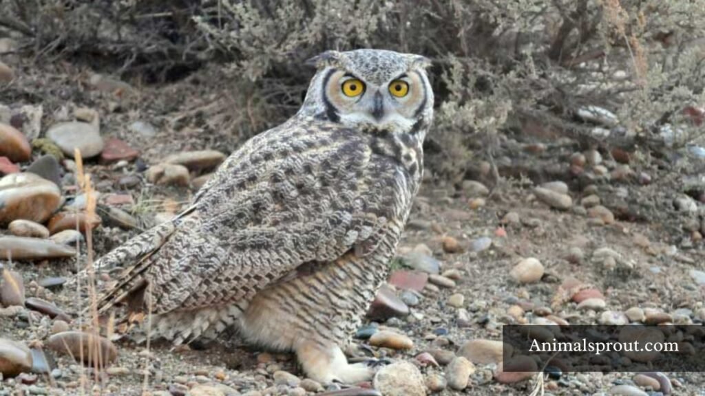 Strongest bird of prey