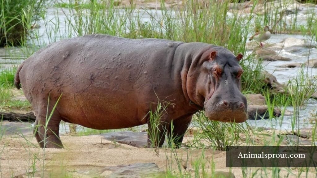 strongest animals on earth