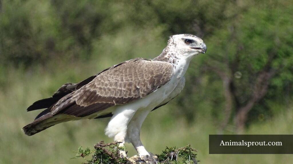 what are the strongest birds