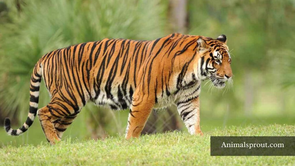 shy but strong animals