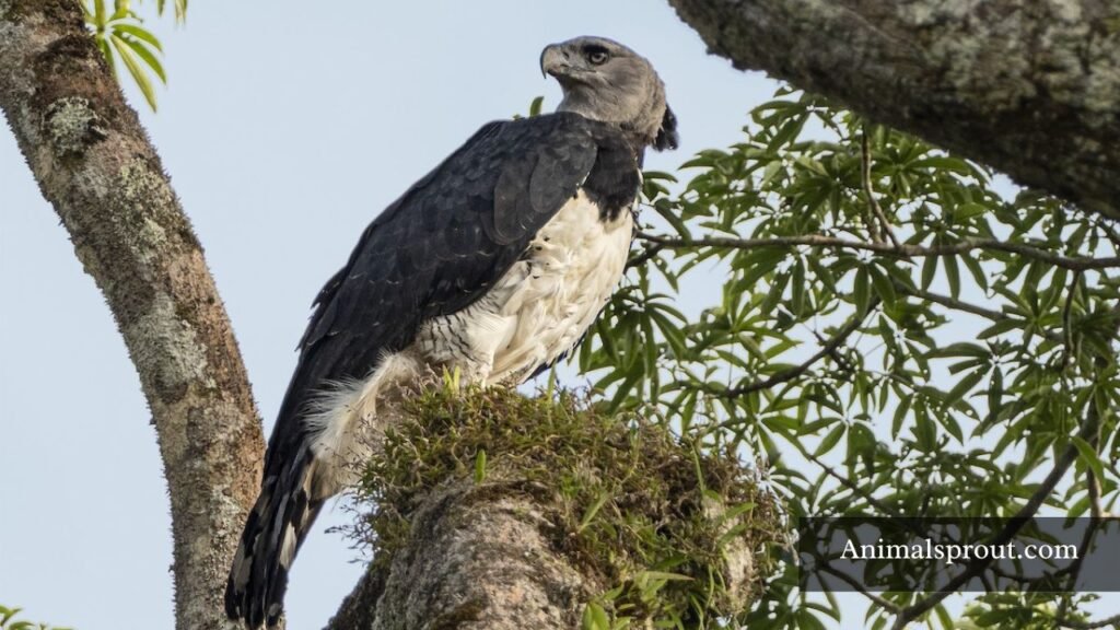 top 10 strongest birds in the world