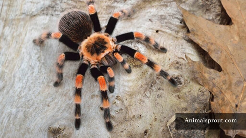 what animal has the most patience