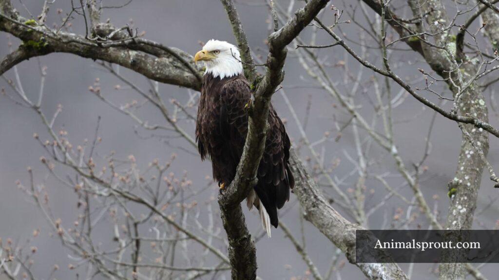 strongest bird of prey