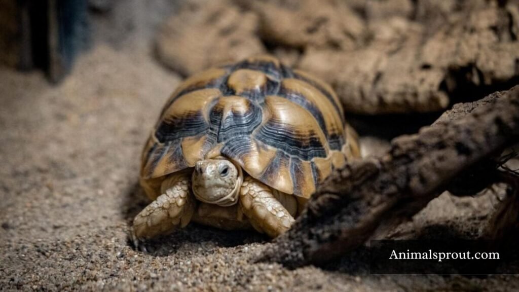 most patient animal on earth