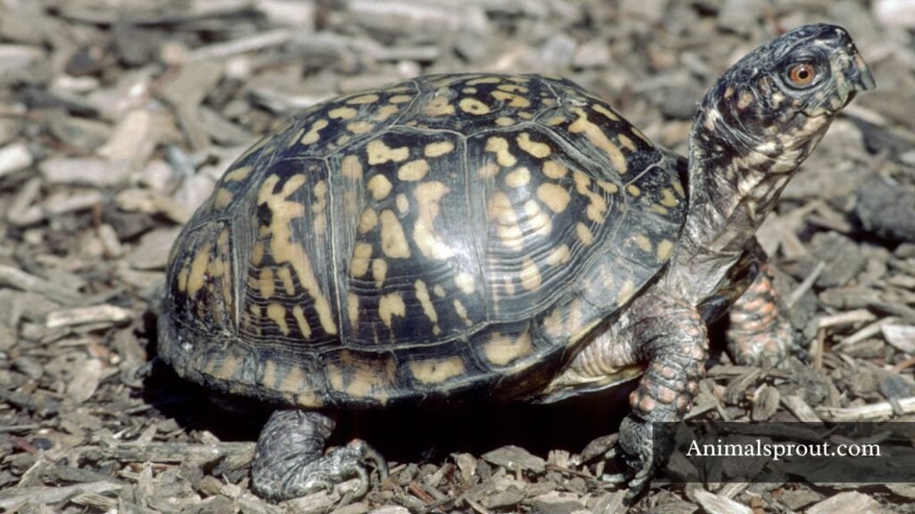 do turtles eat pomegranate