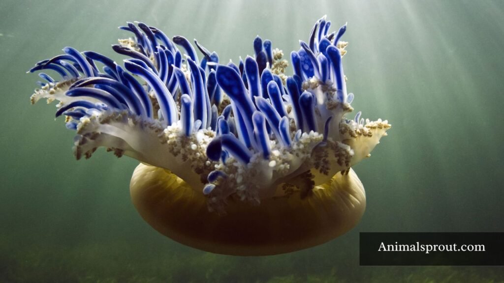 giant jellyfish