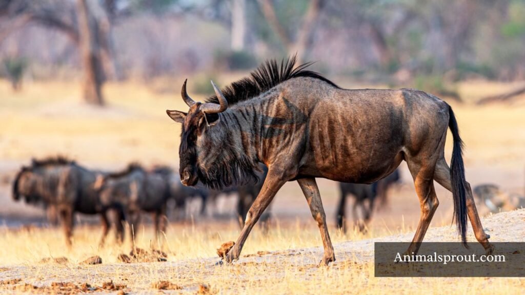 which animal has mane