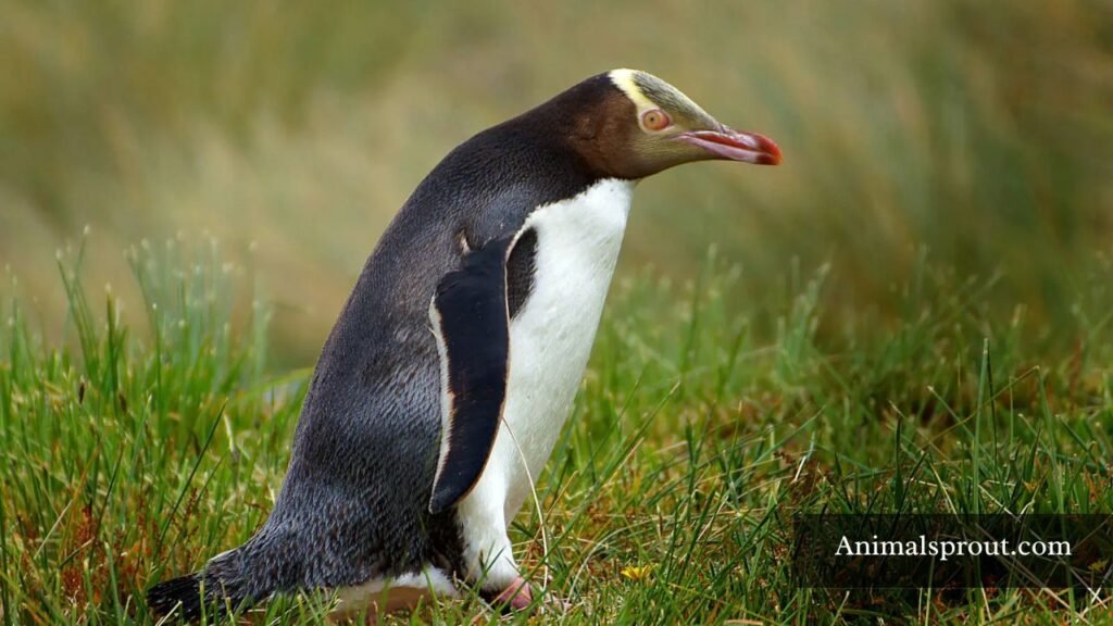 how many types of penguins are there in the world