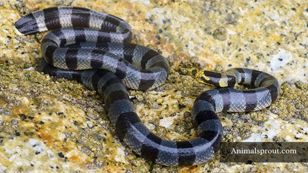 are there dangerous animals in the philippines