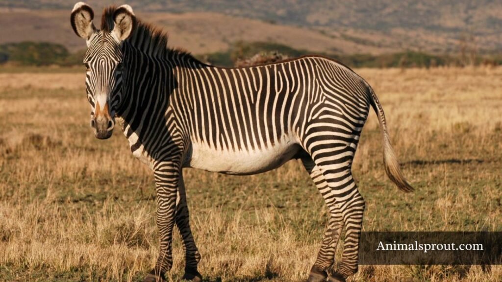 which animal has a mane