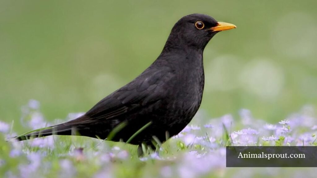 animals that have ability to whistle